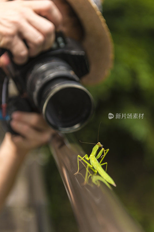 镜头前篱笆上的绿螳螂