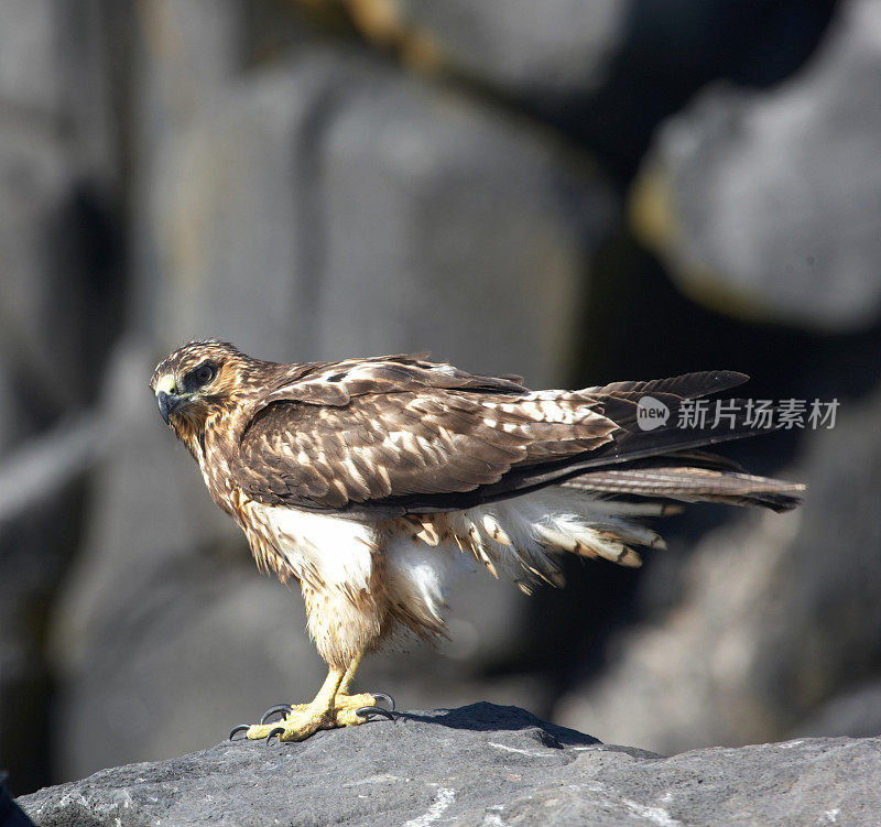 加拉帕戈斯鹰栖息在悬崖顶上