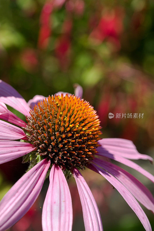 紫锥菊锥花