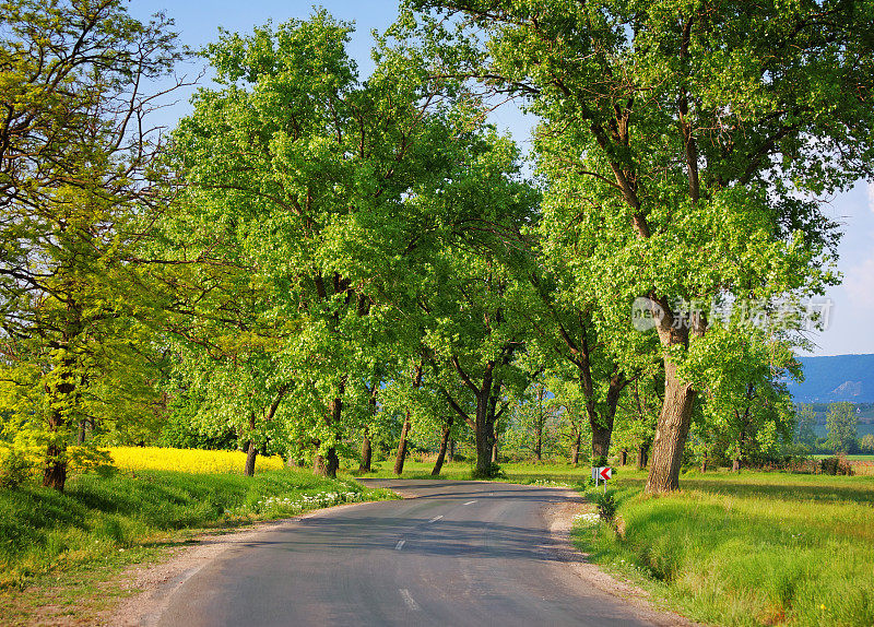 绿树成荫的蜿蜒道路