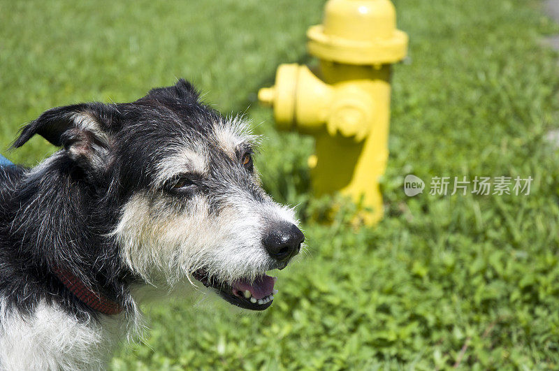 边境牧羊犬户外与黄色消防栓