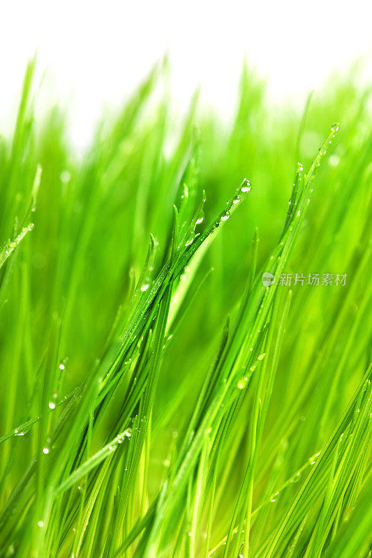 草背景与雨滴