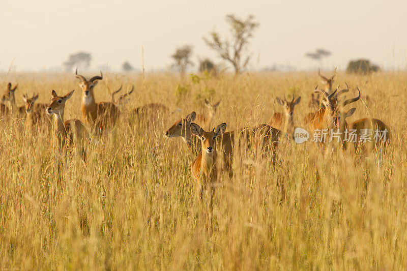 草原上的乌干达羚羊群
