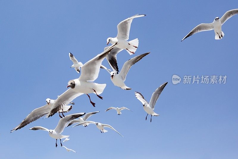 在滇池上空飞翔的黑头鸥