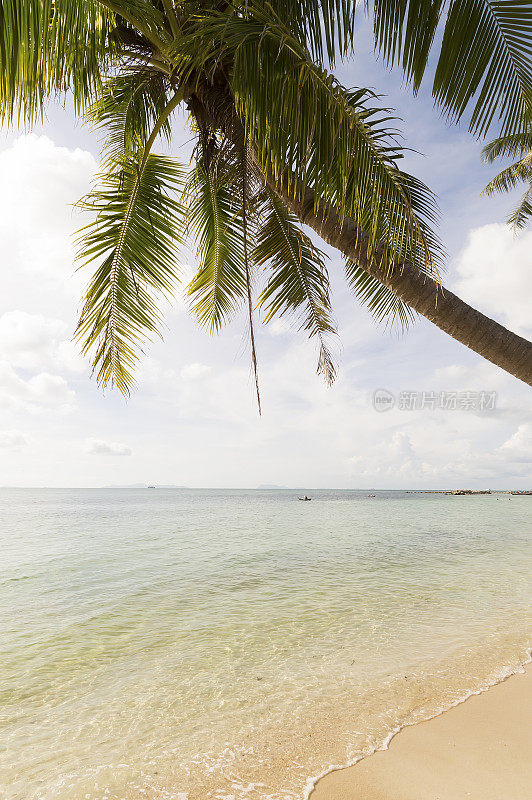 晶莹湛蓝的海水和棕榈树，五岛，苏梅岛