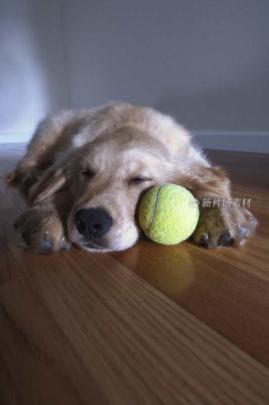 金毛寻回犬和网球一起睡在木地板上