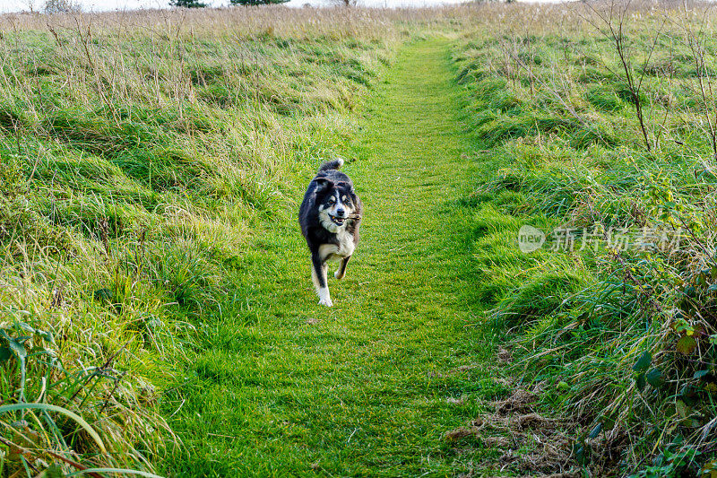 边境牧羊犬在海岬小径上奔跑