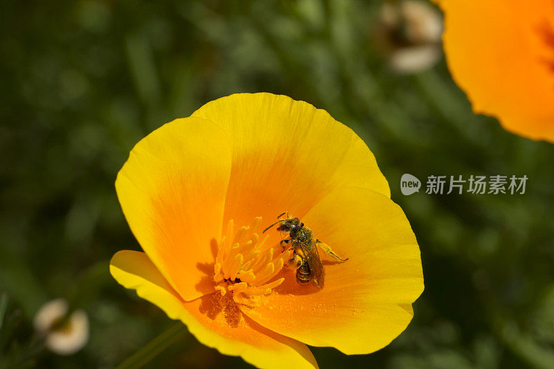 黄罂粟花上有花粉的蜜蜂