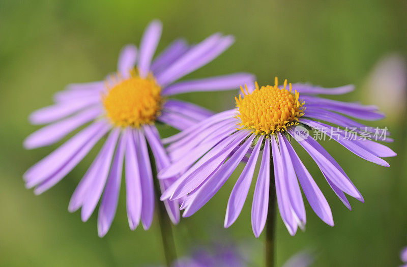 紫花植物特写