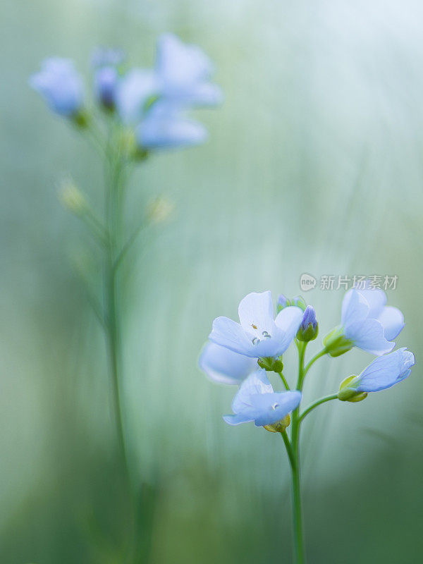 颜色柔和的杜鹃花