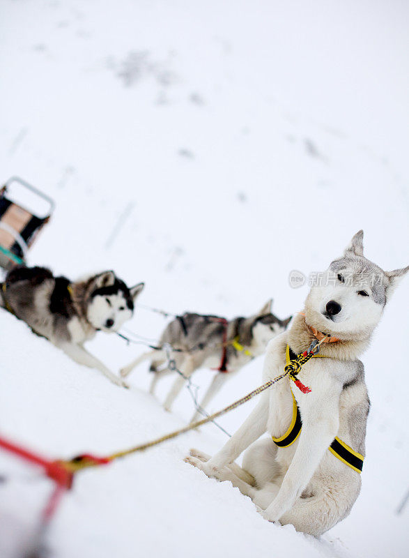 雪狗