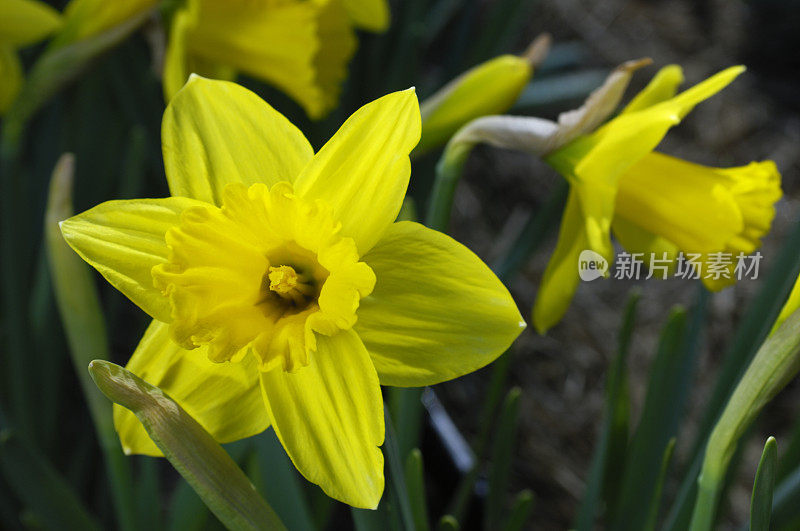 黄色水仙花生长在外面的特写