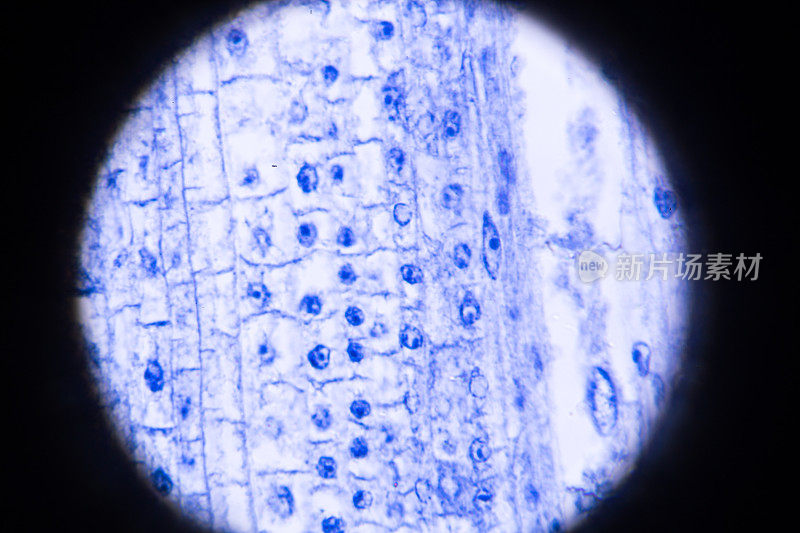 显微镜下的玉米根