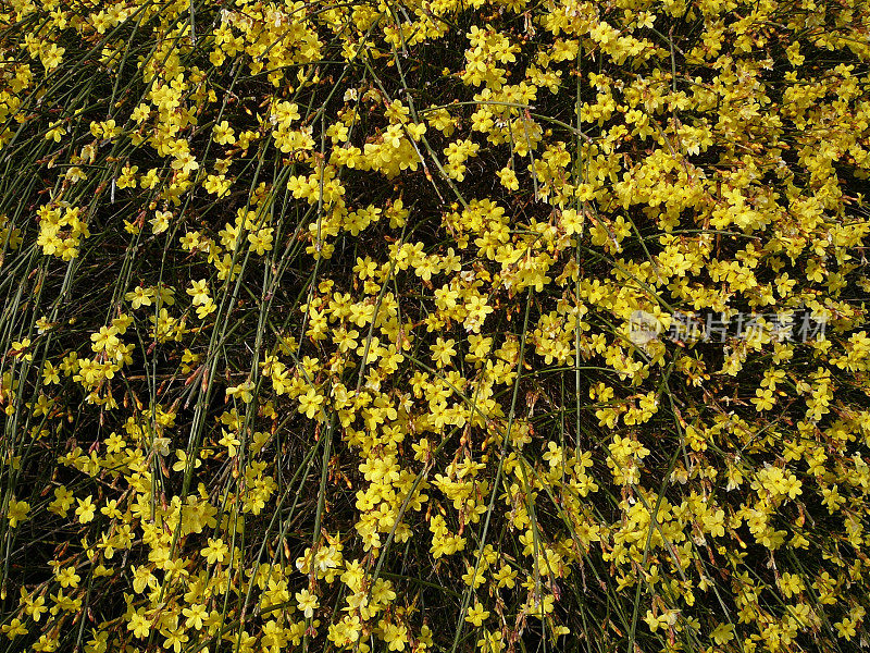 迎春花,Winter-Jasmin