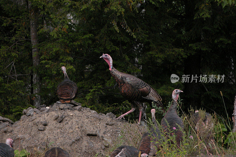 缅因州野生火鸡