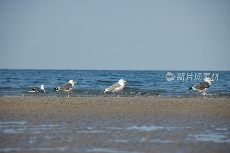 阿曼马斯喀特海滩上的海鸥