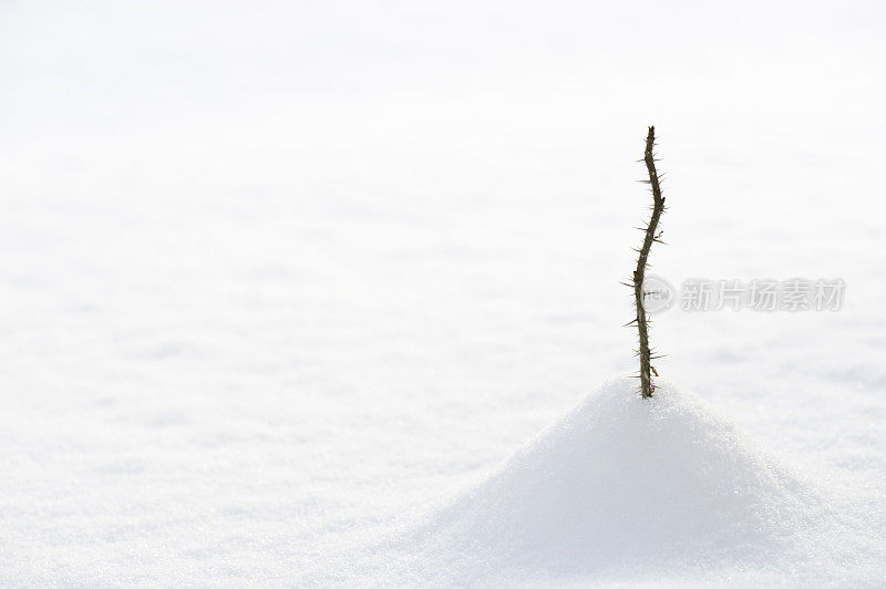 玫瑰枝在雪中