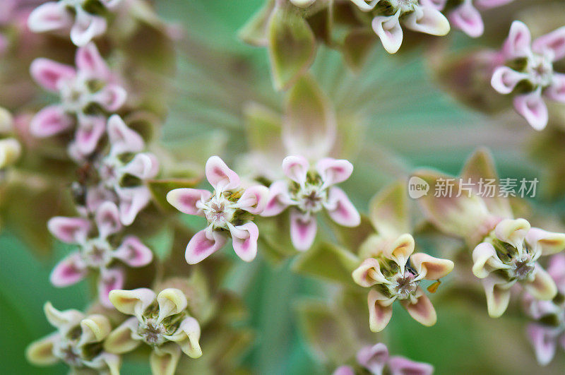 花马利筋(Asclepias)在绿草的背景