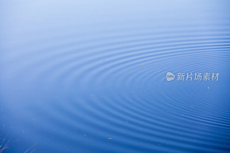 平静的蓝色水中泛起阵阵涟漪