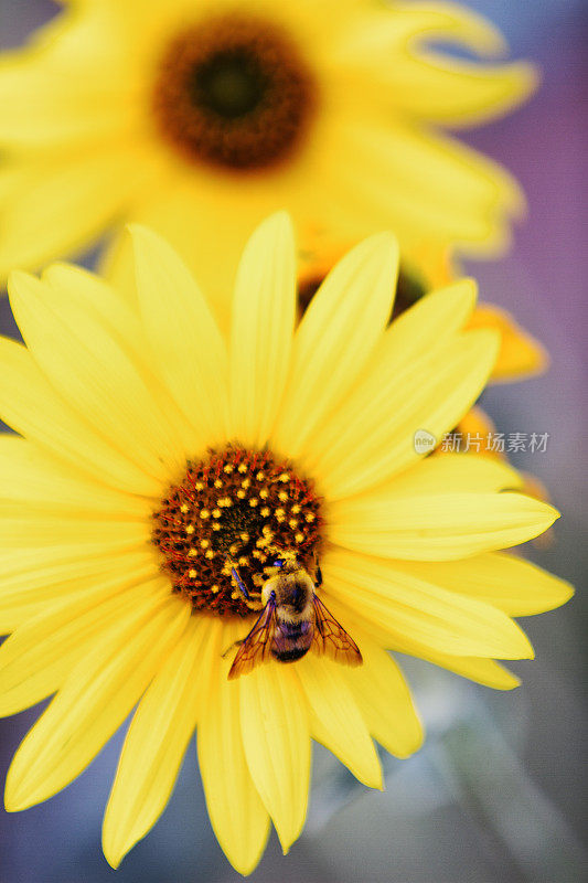 蜜蜂在给黄色雏菊向日葵授粉