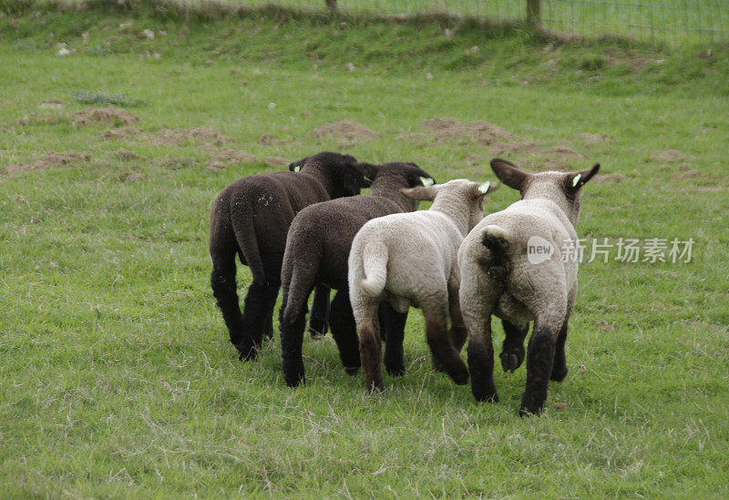 四只小羊羔在奔跑