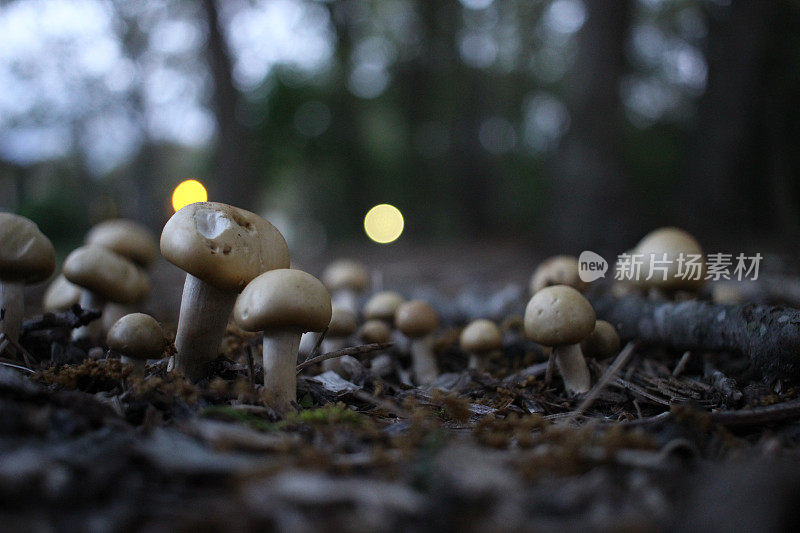 林地上的蘑菇林