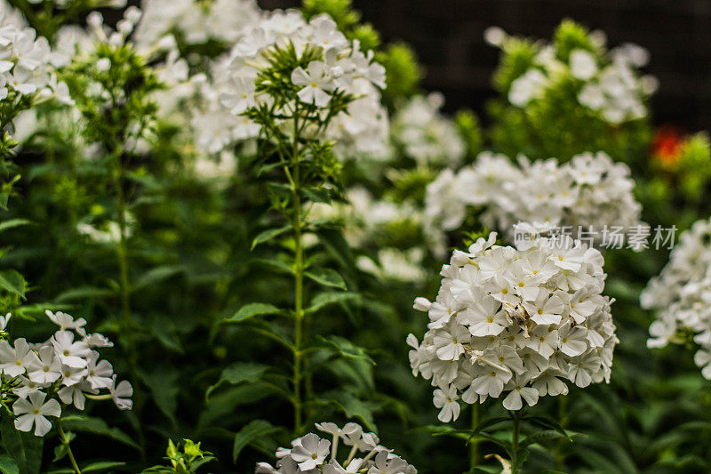 一丛白花