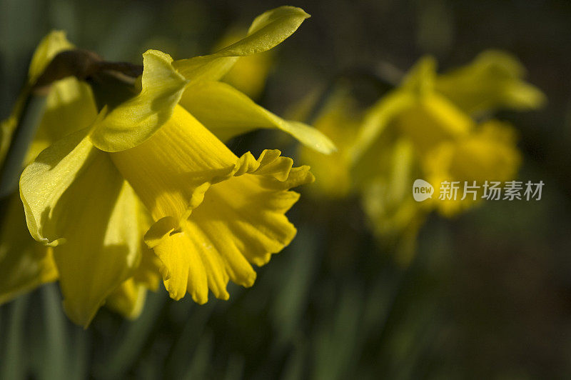 水仙花盛开