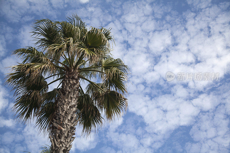 棕榈树顶顶的积云