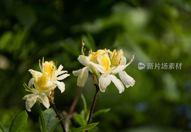 夏天的花，嫩黄娇嫩。