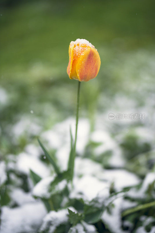 春天的雪花郁金香