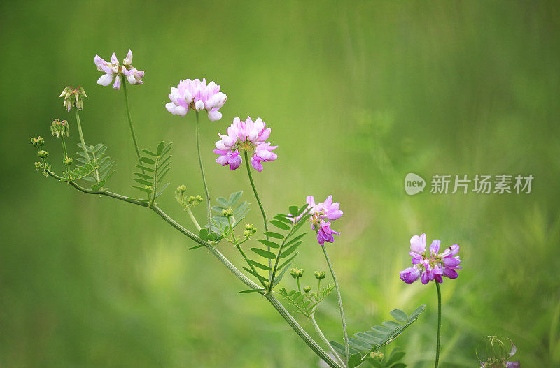 皇冠野豌豆的野花