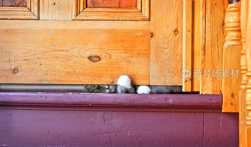 小猫在紧闭的门下窥视，老家。
