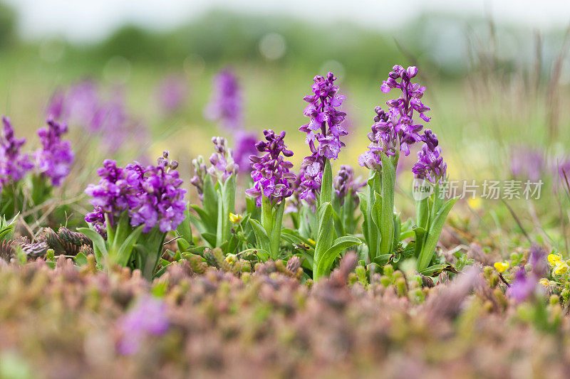 绿翼兰花或绿脉兰花(与兰花同义)