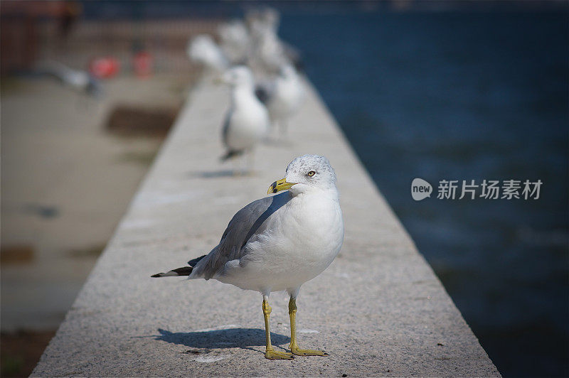 鸟在纽约海滨降落