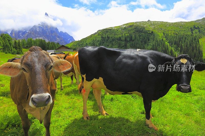 奶牛看着摄像机-家畜在田园诗般的戏剧性的风景:意大利北部山脉的白云石阿尔卑斯在日出，靠近科尔蒂纳丹佩佐