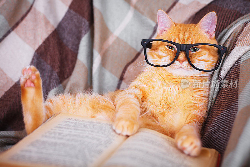 戴眼镜的红猫拿着书躺在沙发上