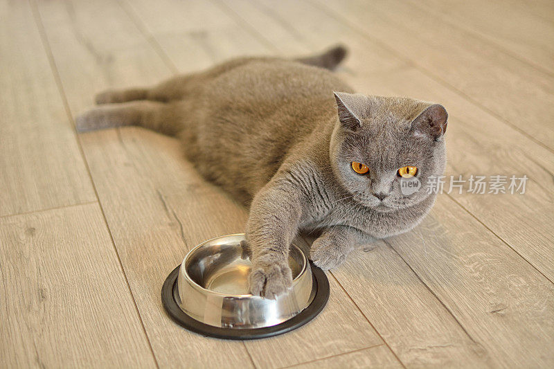 一只英国短毛猫的肖像，有着富有表情的橙色眼睛，躺在地板上。她一直把爪子放在盘子上。