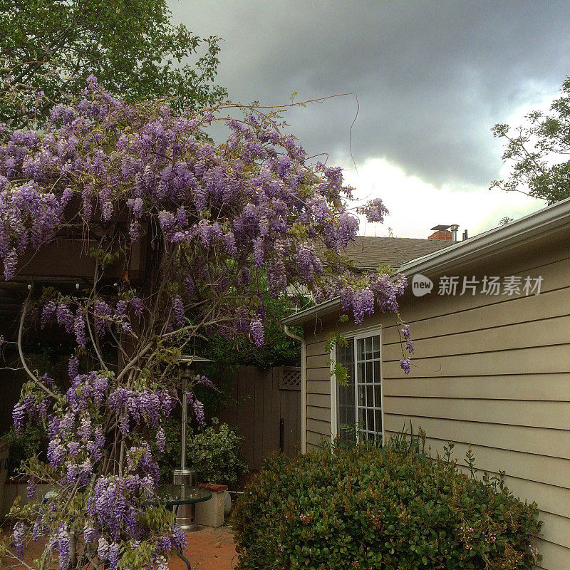 紫藤在后院