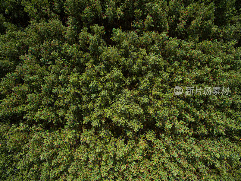 鸟瞰图的绿色松树森林在欧洲顶视图