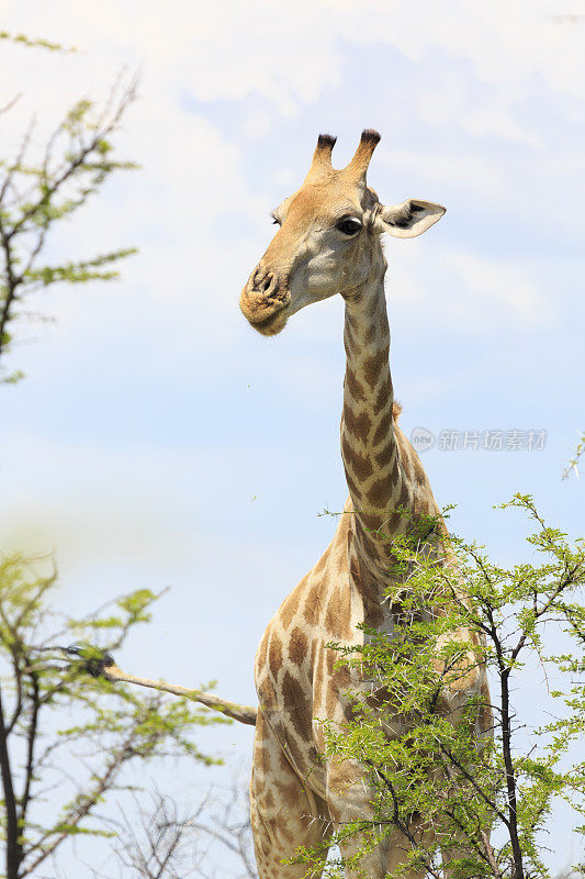 长颈鹿Safari非洲