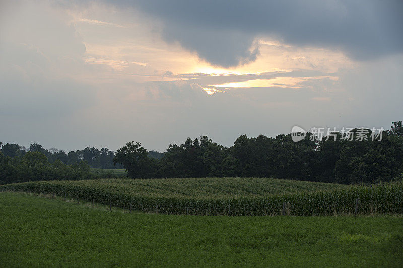 印第安纳玉米田的日落