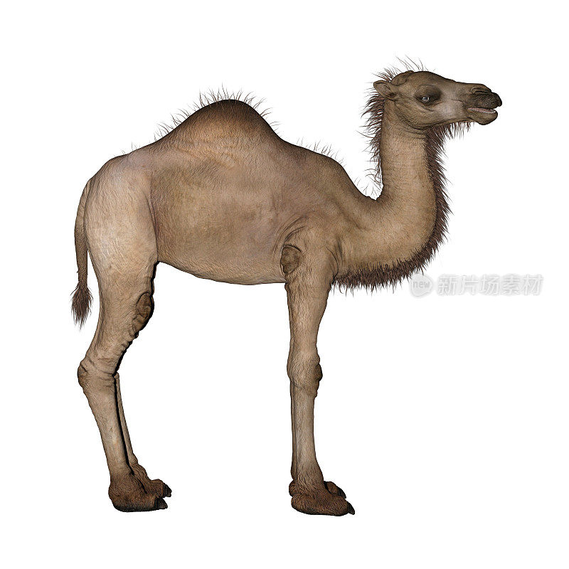 3D渲染单峰驼或阿拉伯骆驼在白色
