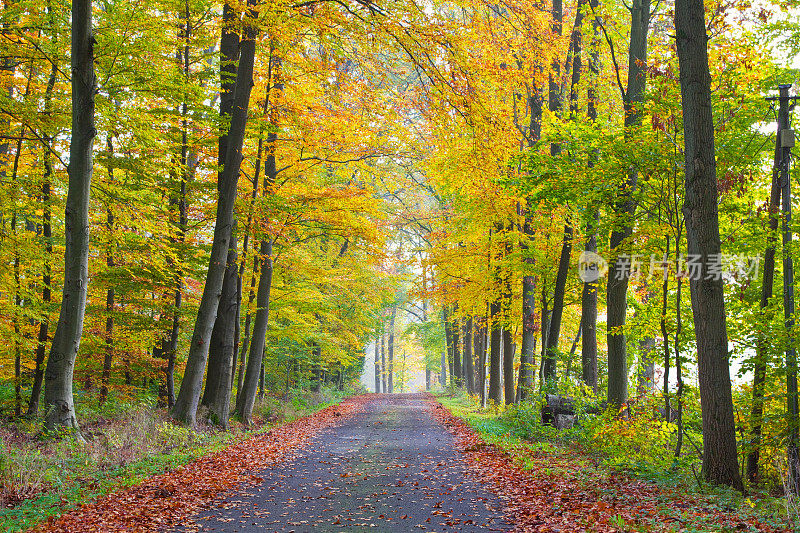 秋季印象，Lüneburger海德，德国北部
