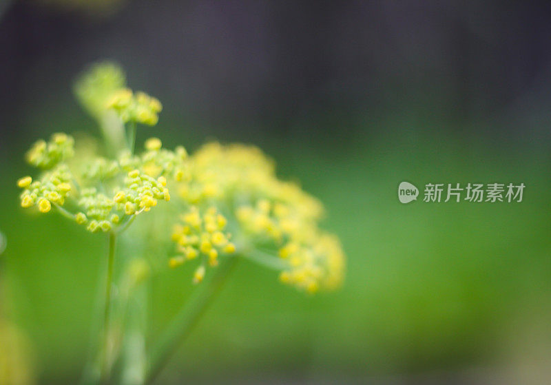 香草花园茴香花