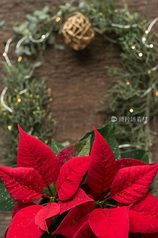 大自然，寒假，装饰理念。在花环、金色灯光和圣诞装饰品的模糊背景上，有一种奇妙的植物，叫做一品红，有着强烈的红色