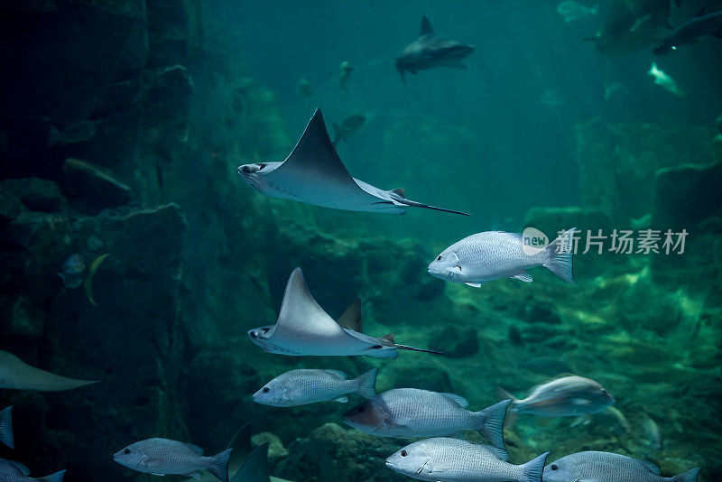 黄貂鱼在水族馆