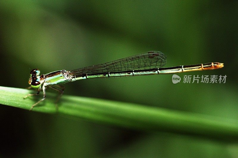 蓝色蜻蜓在绿色的草叶上。