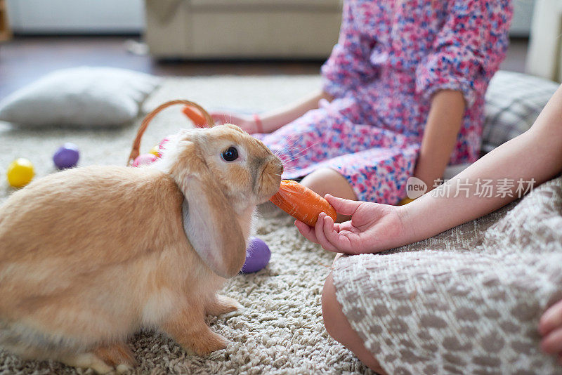 红兔子在平坦地吃胡萝卜