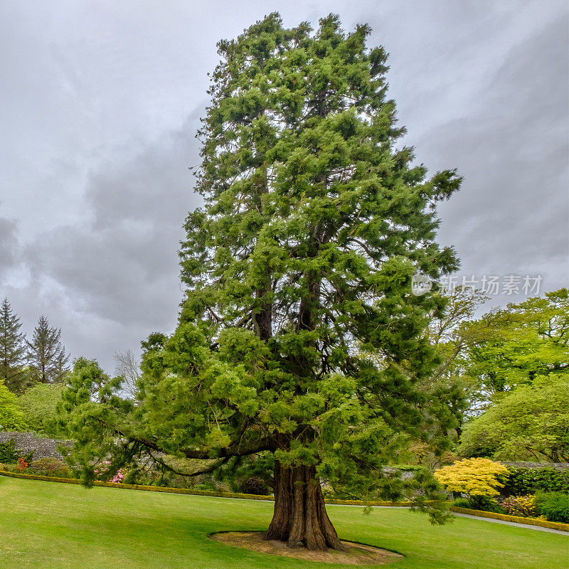巨型红杉——苏格兰
